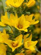 Image of yellow loosestrife