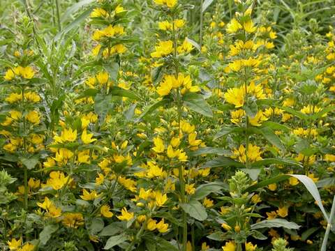 Image of yellow loosestrife