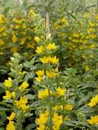 Image of yellow loosestrife