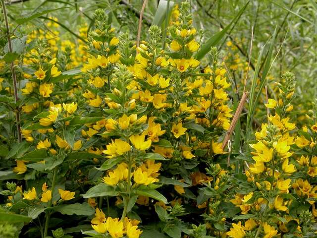 Image of yellow loosestrife