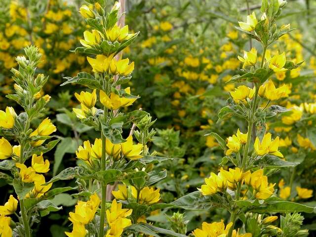 Image of yellow loosestrife