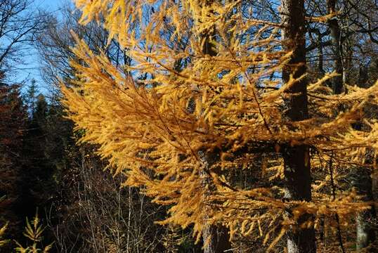 Image of larch