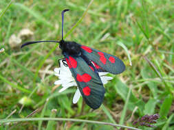 Image of Zygaena trifolii Esper 1783