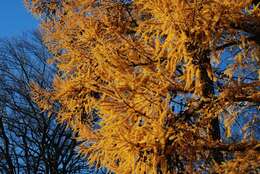 Image of larch