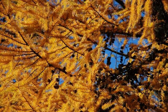 Image of larch