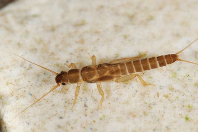 Image of rolled-winged stoneflies