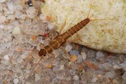 Image of rolled-winged stoneflies