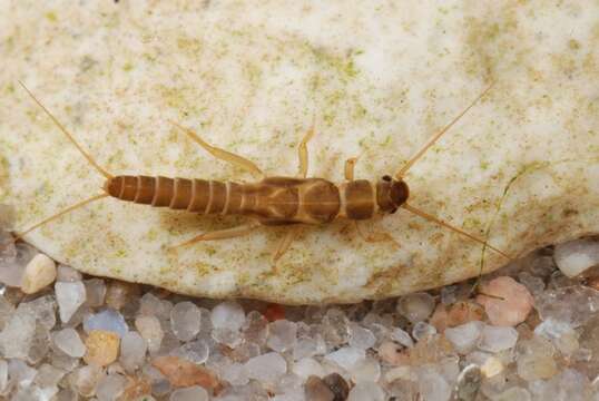 Image of rolled-winged stoneflies