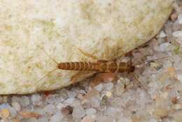 Image of rolled-winged stoneflies