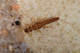 Image of rolled-winged stoneflies