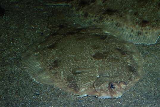 Image of Microstomus