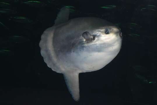 Image of Mola