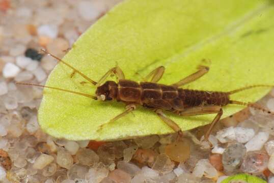 Image of spring stoneflies