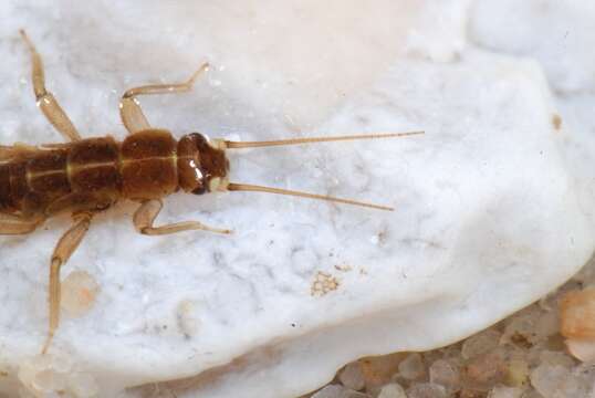 Image of spring stoneflies