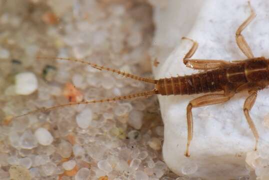 Image of spring stoneflies