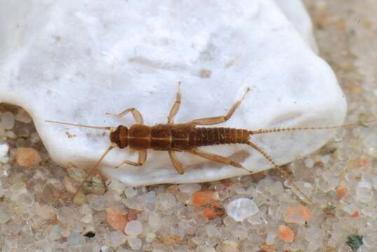 Image of spring stoneflies