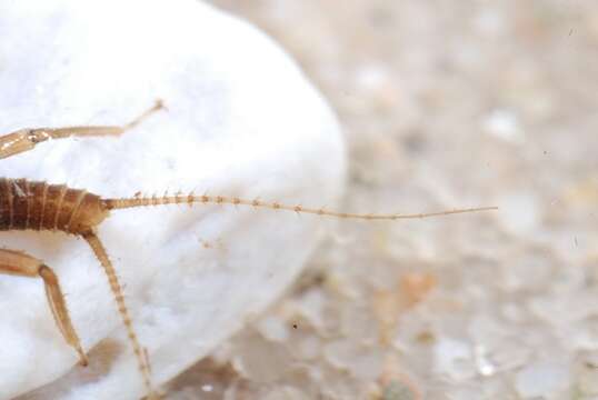 Image of spring stoneflies