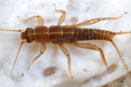 Image of spring stoneflies