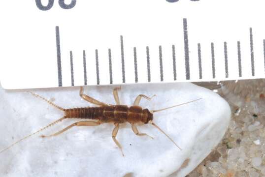 Image of spring stoneflies