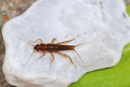 Image of spring stoneflies