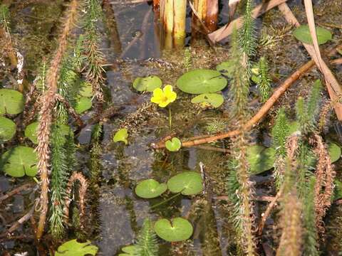 Image of floatingheart