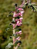 Image of False Bartsia