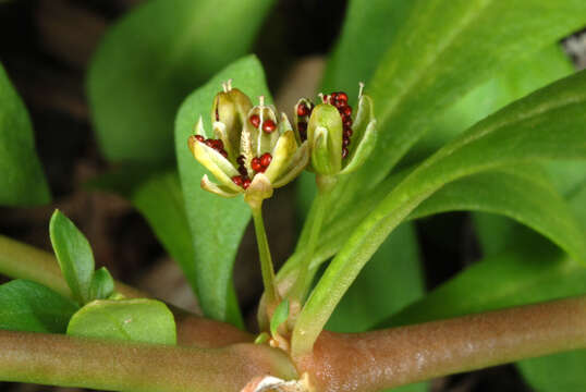 Image of green carpetweed