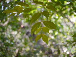 Image of Euonymus indicus Heyne ex Roxb.