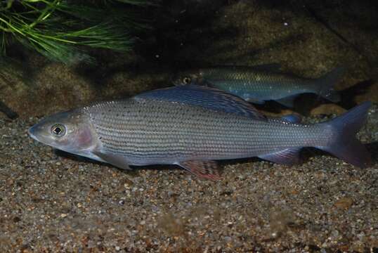 Image of grayling