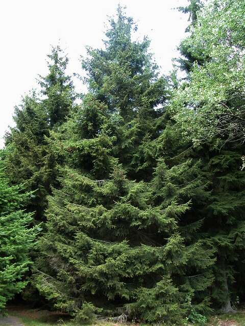 Image of spruce