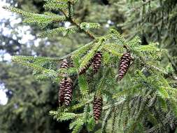 Image of spruce