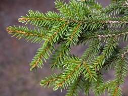 Image of spruce