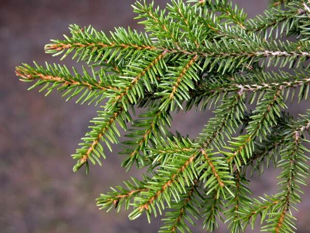 Image of spruce