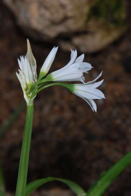 Image of Threecorner leek