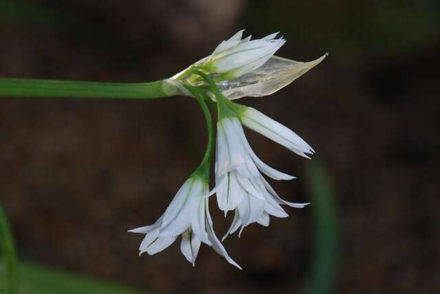 Image of Threecorner leek