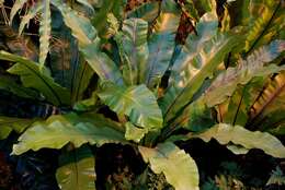 Image of spleenwort