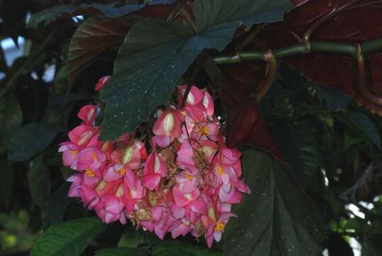 Imagem de Begonia maculata Raddi