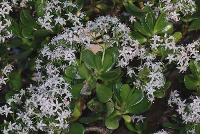 Слика од Crassula