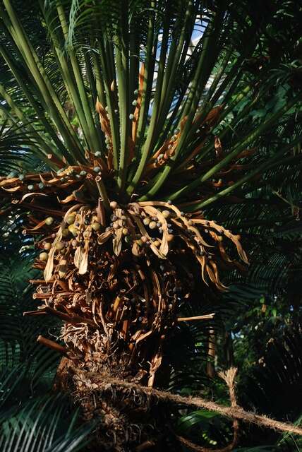 Image of Sago Palm