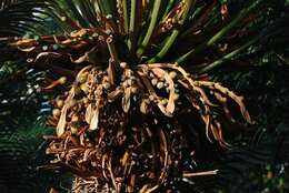 Image of Sago Palm