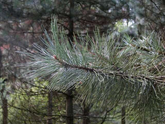 Image of Black Pine