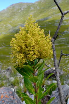 Image of Laurophyllus