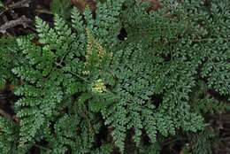 Image of black rabbitsfoot fern