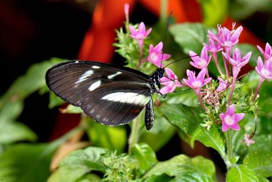 Imagem de Heliconidae