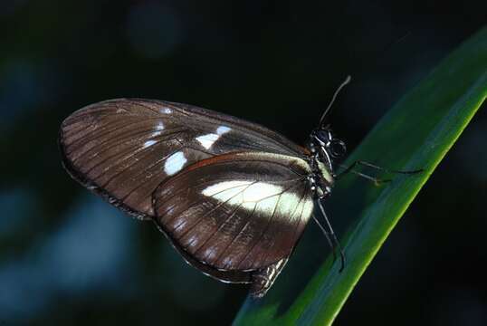 Imagem de Heliconidae