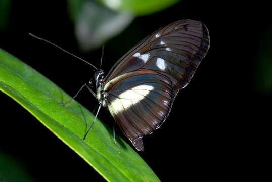 Imagem de Heliconidae