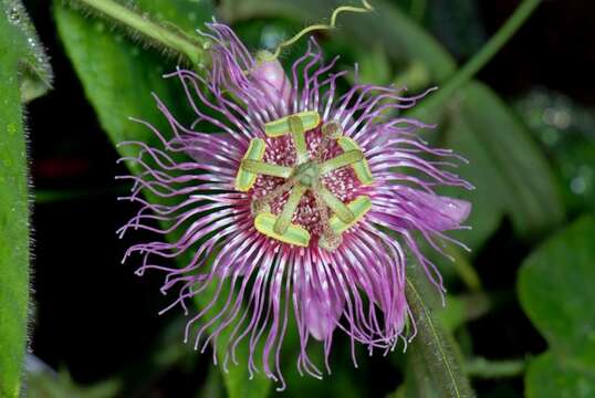 Image of Passiflora pilosa Ruiz & Pav. ex DC.