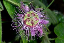 Imagem de Passiflora pilosa Ruiz & Pav. ex DC.