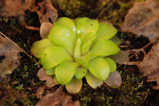 Image of Pinguicula caudata Schltdl.