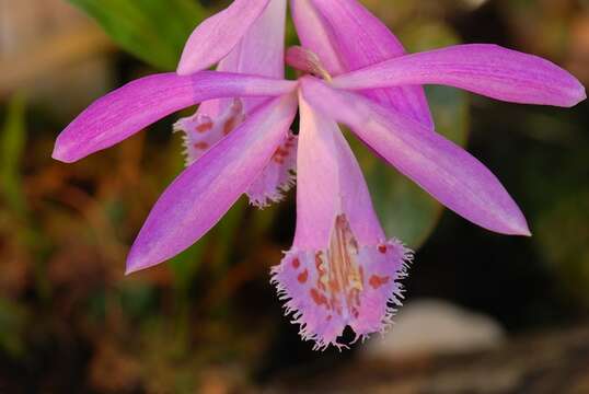 Plancia ëd Pleione